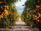 Kate Automne Chemin de terre Verger d’Orangers Toile de fond conçue par Chain Photographie - Kate Backdrop FR