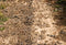 Kate Terre boueuse Chemin Sol Toile de fond conçue par Kate Image - Kate Backdrop FR