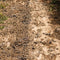 Kate Terre boueuse Chemin Sol Toile de fond conçue par Kate Image - Kate Backdrop FR