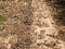 Kate Terre boueuse Chemin Sol Toile de fond conçue par Kate Image - Kate Backdrop FR