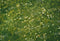 Kate Printemps Herbe Fleurs blanches Sol Toile de fond conçue par Kate Image - Kate Backdrop FR
