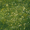 Kate Printemps Herbe Fleurs blanches Sol Toile de fond conçue par Kate Image - Kate Backdrop FR