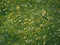 Kate Printemps Herbe Fleurs blanches Sol Toile de fond conçue par Kate Image - Kate Backdrop FR