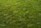 Kate Printemps Herbe Vert Sol Toile de fond conçue par Kate Image - Kate Backdrop FR
