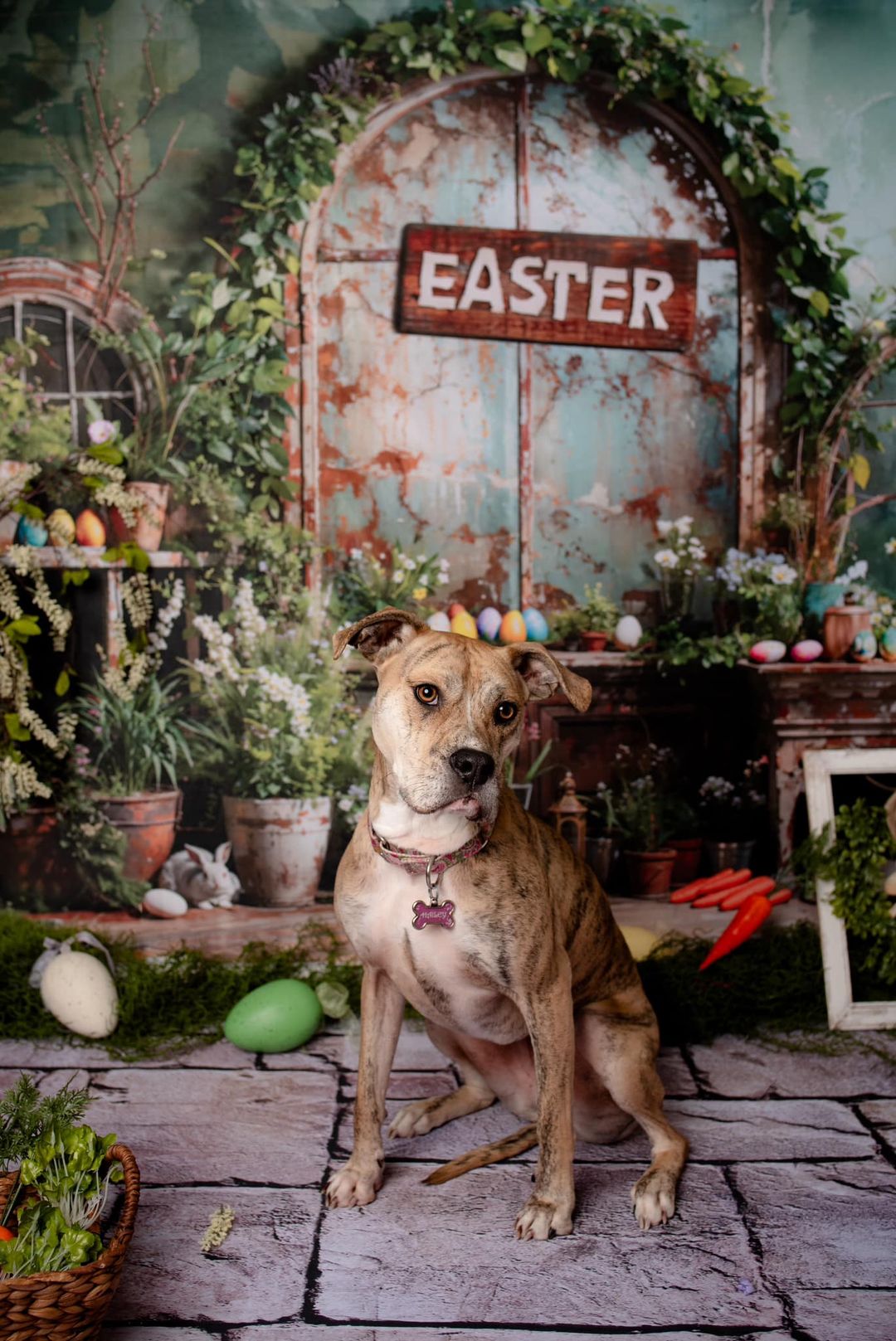 Kate Pâques Vert Plante Pierre Lapin Fenêtre Toile de fond en Laine conçue par Emetselch - Kate Backdrop FR