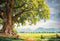 Kate Printemps Grand arbre Pelouse Toile de fond conçue par Chain Photographie - Kate Backdrop FR