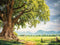 Kate Printemps Grand arbre Pelouse Toile de fond conçue par Chain Photographie - Kate Backdrop FR