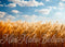 Kate Beaux-Arts Bohème Champ de blé Ciel Toile de fond conçue par Mini MakeBelieve - Kate Backdrop FR