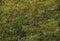 Kate Printemps Vert Herbe Sol Toile de fond conçue par Kate Image - Kate Backdrop FR
