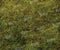 Kate Printemps Vert Herbe Sol Toile de fond conçue par Kate Image - Kate Backdrop FR