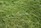 Kate Printemps Vert Herbe Sol Toile de fond conçue par Kate Image - Kate Backdrop FR