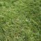 Kate Printemps Vert Herbe Sol Toile de fond conçue par Kate Image - Kate Backdrop FR