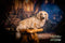 Kate Printemps Nuit Forêt Lumière Maison Toile de fond conçue par Chain Photographie - Kate Backdrop FR