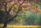 Kate Printemps Extérieur Fleur Arbre Toile de fond pour la photographie - Kate Backdrop FR