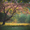 Kate Printemps Extérieur Fleur Arbre Toile de fond pour la photographie - Kate Backdrop FR