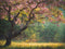 Kate Printemps Extérieur Fleur Arbre Toile de fond pour la photographie - Kate Backdrop FR