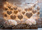Kate Intérieur Grange Cœur Lumières Mur de briques Toile de fond conçue par Mini MakeBelieve - Kate Backdrop FR