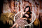 Kate Bohème Tenture Fleurs Beige Toile de fond conçue par Emetselch - Kate Backdrop FR