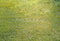Kate Printemps Vert Herbe Sol Toile de fond conçue par Kate Image - Kate Backdrop FR