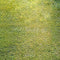 Kate Printemps Vert Herbe Sol Toile de fond conçue par Kate Image - Kate Backdrop FR