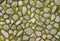 Kate Printemps Herbe Pierre Sol Toile de fond conçue par Kate Image - Kate Backdrop FR