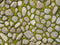 Kate Printemps Herbe Pierre Sol Toile de fond conçue par Kate Image - Kate Backdrop FR