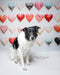 Kate Céramique Saint Valentin Cœurs Toile de fond conçue par Patty Roberts - Kate Backdrop FR