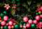 Kate Tropical Ballons Fleurs Plantes Toile de fond conçue par Patty Robert - Kate Backdrop FR