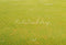 Kate Vert clair Herbe Prairie Sol Toile de fond conçue par Kate Image - Kate Backdrop FR