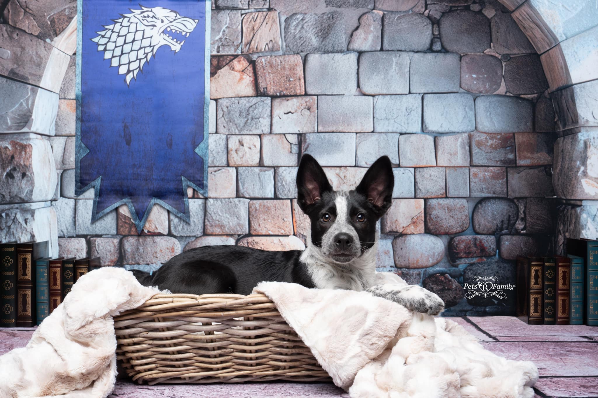 Kate Mur de pierre Arche Gris Toile de fond conçue par Megan Leigh - Kate Backdrop FR