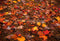 Kate Automne Forêt Feuille d'érable Rouge Sol Toile de fond conçue par Kate Image - Kate Backdrop FR