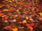 Kate Automne Forêt Feuille d'érable Rouge Sol Toile de fond conçue par Kate Image - Kate Backdrop FR