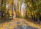 Kate Automne Forêt Jaune Route de campagne Toile de fond conçue par Lisa Granden - Kate Backdrop FR