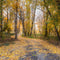 Kate Automne Forêt Jaune Route de campagne Toile de fond conçue par Lisa Granden - Kate Backdrop FR