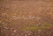 Kate Automne Forêt Feuilles Prairie humide Sol Toile de fond conçue par Kate Image - Kate Backdrop FR