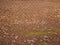Kate Automne Forêt Feuilles Prairie humide Sol Toile de fond conçue par Kate Image - Kate Backdrop FR