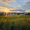 Kate Coucher de soleil Montagne Prairie Toile de fond conçue par Michele Ernst Photographie - Kate Backdrop FR