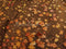 Kate Automne Feuilles d'érable Sol Toile de fond conçue par Emetselch - Kate Backdrop FR