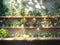 Kate Verdure Étagères à plantes Soleil Toile de fond conçue par Mini MakeBelieve - Kate Backdrop FR