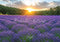 Kate Champ de Lavande Lever de soleil Toile de fond conçue par Mini MakeBelieve - Kate Backdrop FR