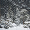 Kate Neige Forêt de pins Hiver Toile de fond conçue par Emetselch - Kate Backdrop FR