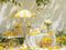 Kate Soleil Chariot de citron Jaune Toile de fond conçue par Mini MakeBelieve - Kate Backdrop FR