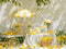 Kate Soleil Chariot de citron Jaune Toile de fond conçue par Mini MakeBelieve - Kate Backdrop FR