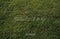 Kate Vert Herbe Pelouse Sol Toile de fond conçue par Emetselch - Kate Backdrop FR