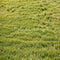 Kate Printemps Vert Herbe Champ Sol Toile de fond conçue par Emetselch - Kate Backdrop FR