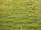 Kate Printemps Vert Herbe Champ Sol Toile de fond conçue par Emetselch - Kate Backdrop FR