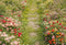 Kate Printemps Fleurs Allée Herbe Sol Toile de fond conçue par Emetselch - Kate Backdrop FR