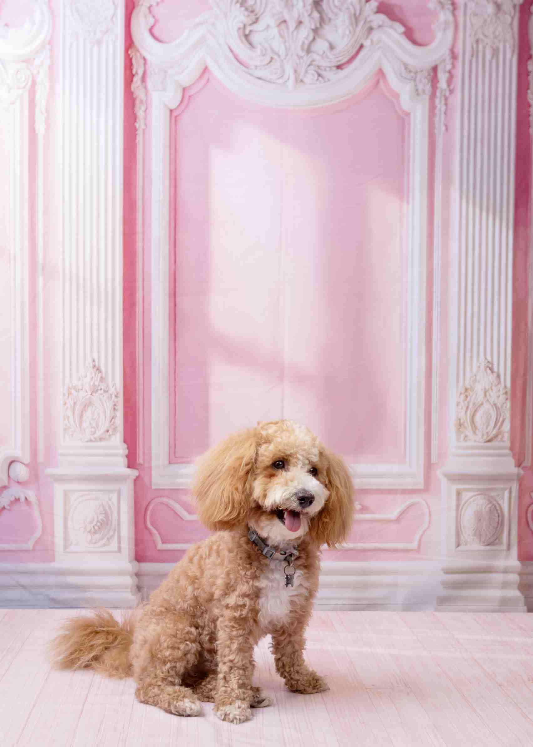 Kate Élégant Rose Mur Vintage Soleil Toile de fond conçue par Emetselch - Kate Backdrop FR