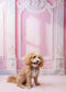 Kate Élégant Rose Mur Vintage Soleil Toile de fond conçue par Emetselch - Kate Backdrop FR