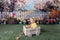 Kate Printemps Fleurs Clôture Coloré Toile de fond conçue par Mini MakeBelieve - Kate Backdrop FR